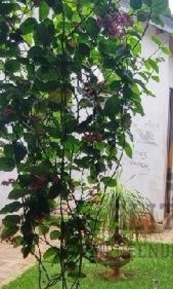 Casa - Jardim  Bela Vista - Pederneiras